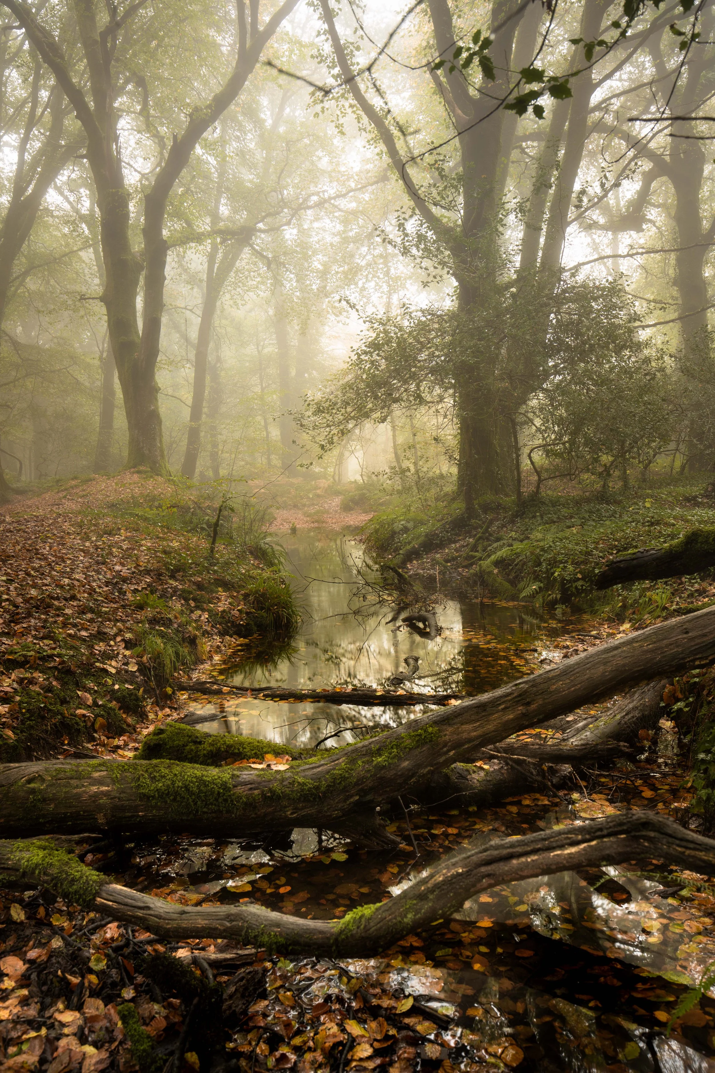 Goliath Woods Cornwall 