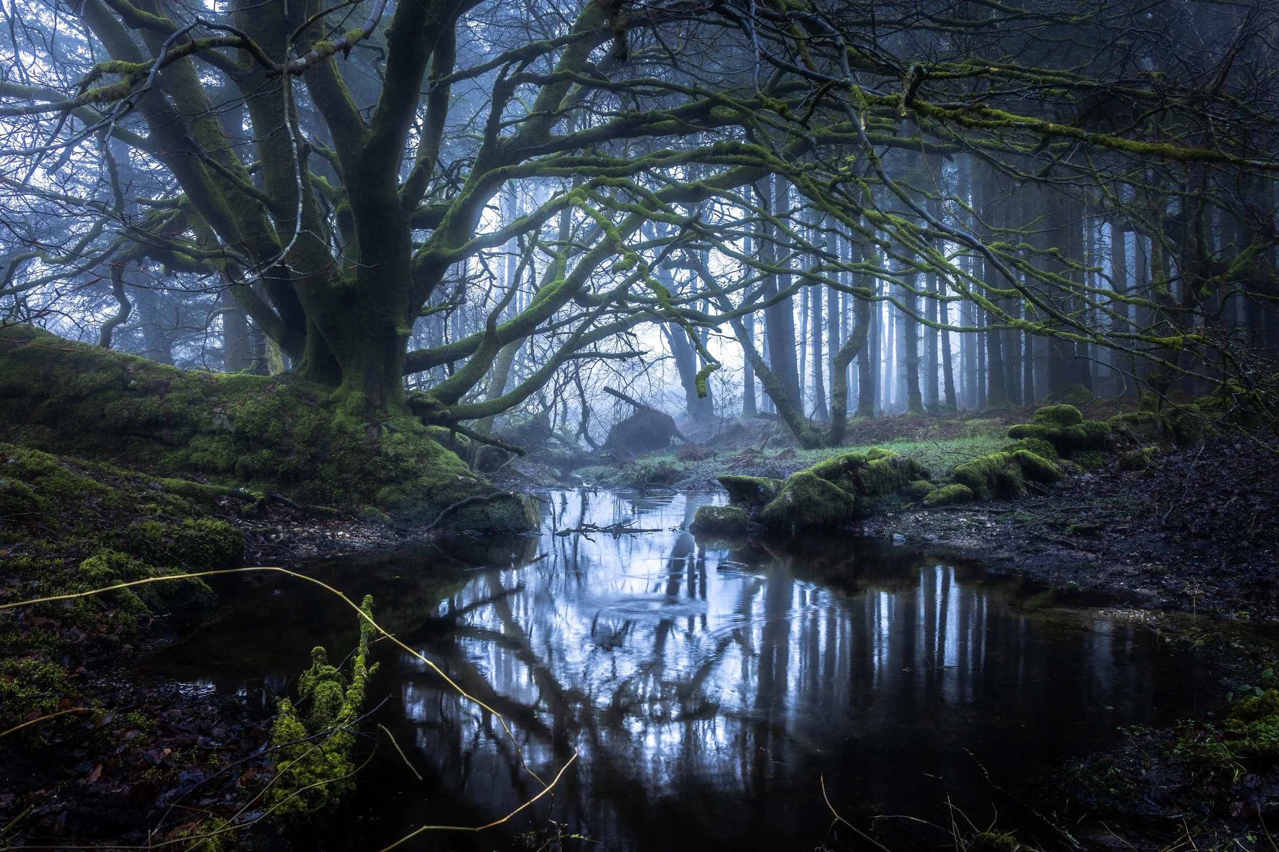 Bodmin Moor Wood Reflection