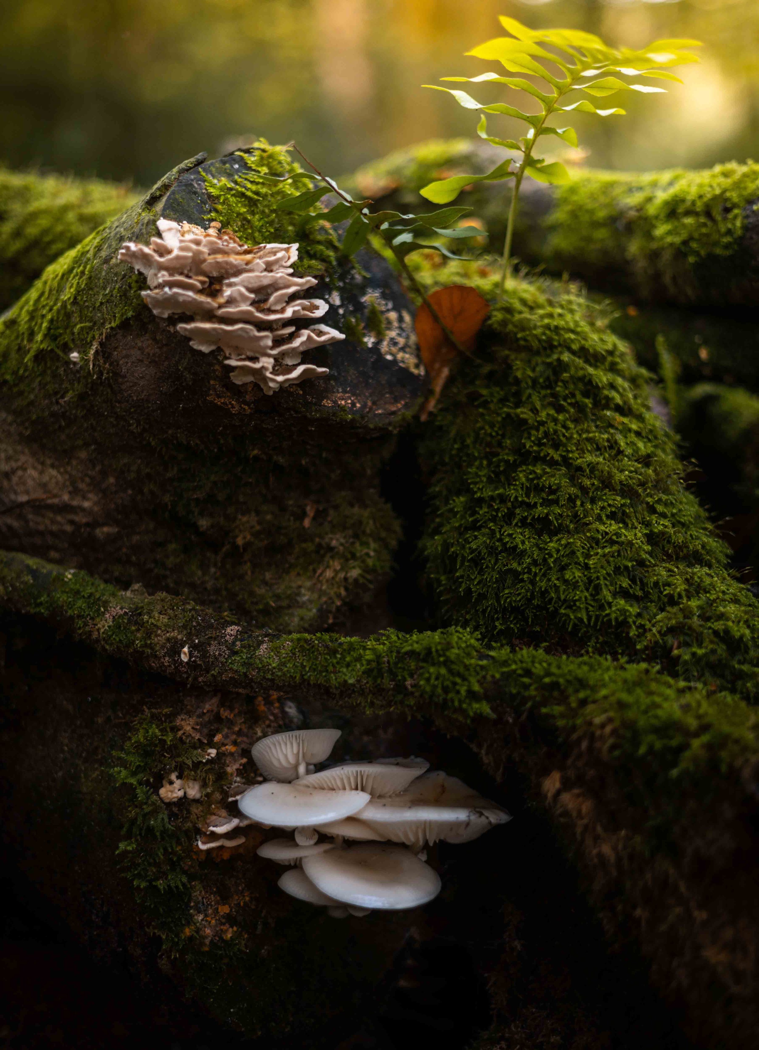 Fungi 04