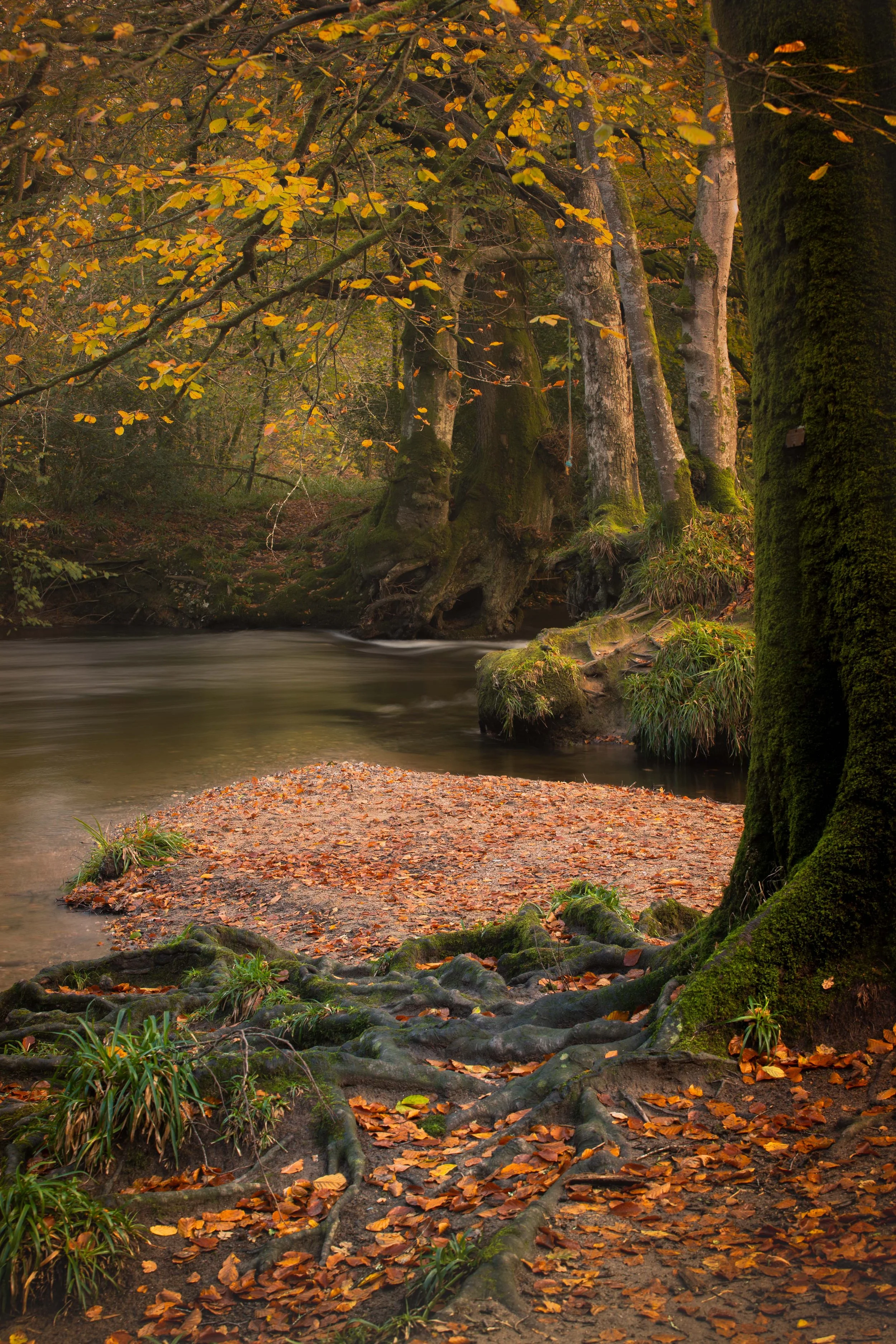 Respryn Woods Cornwall
