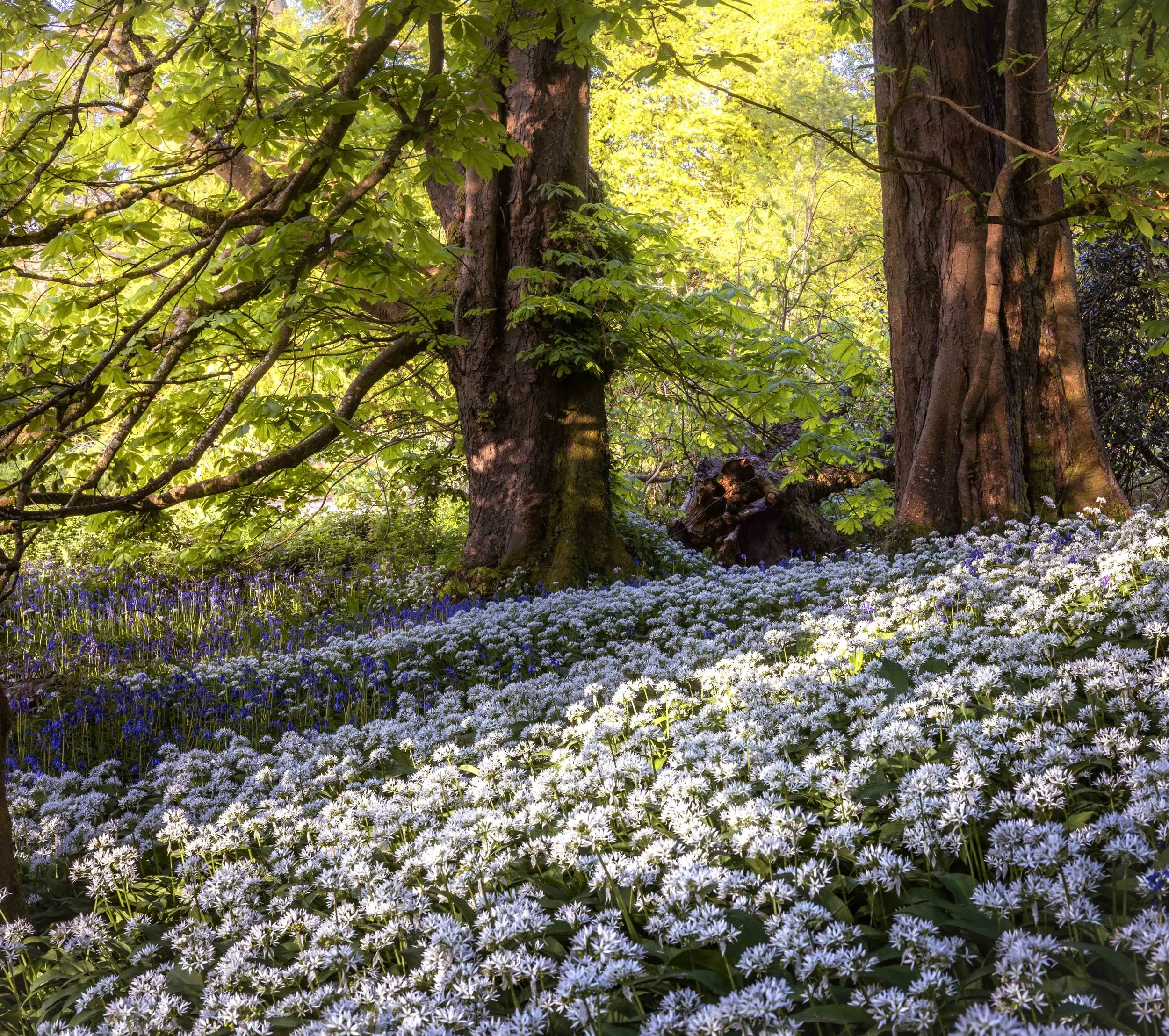 Wild Garlic Sanctuary Lanhydrock.jpg