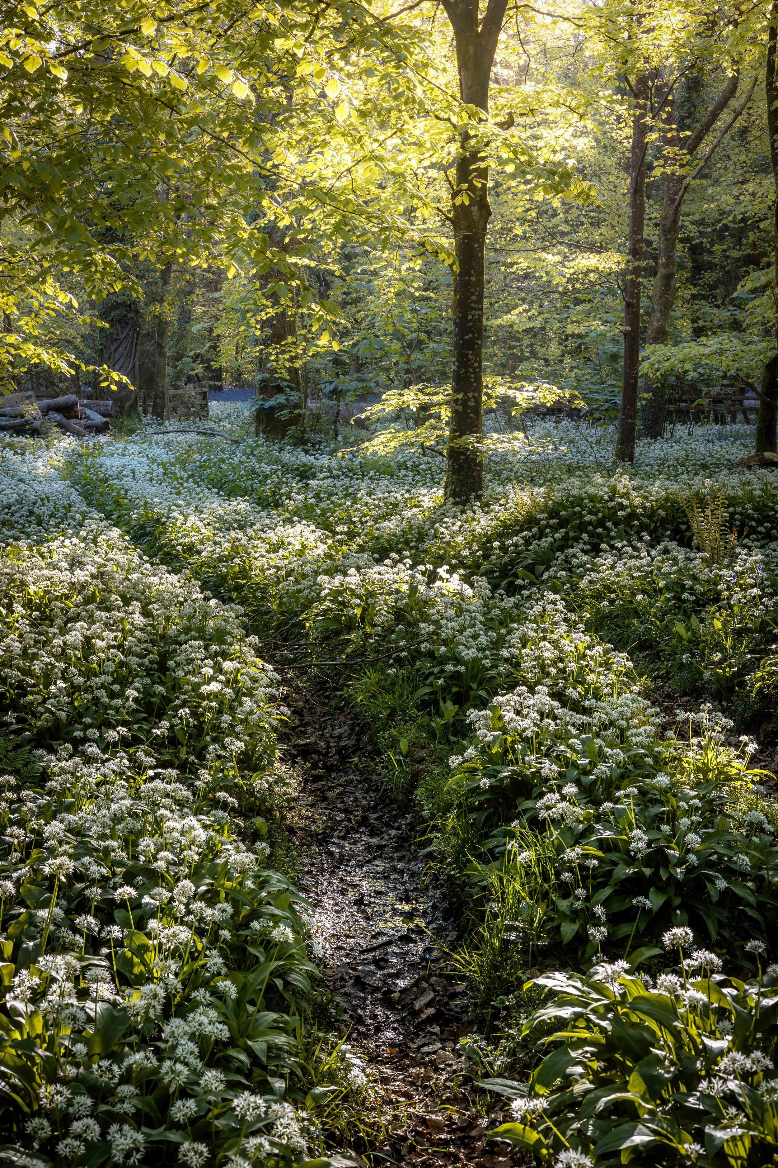 Vertical Wild garlic Final PNG.jpg