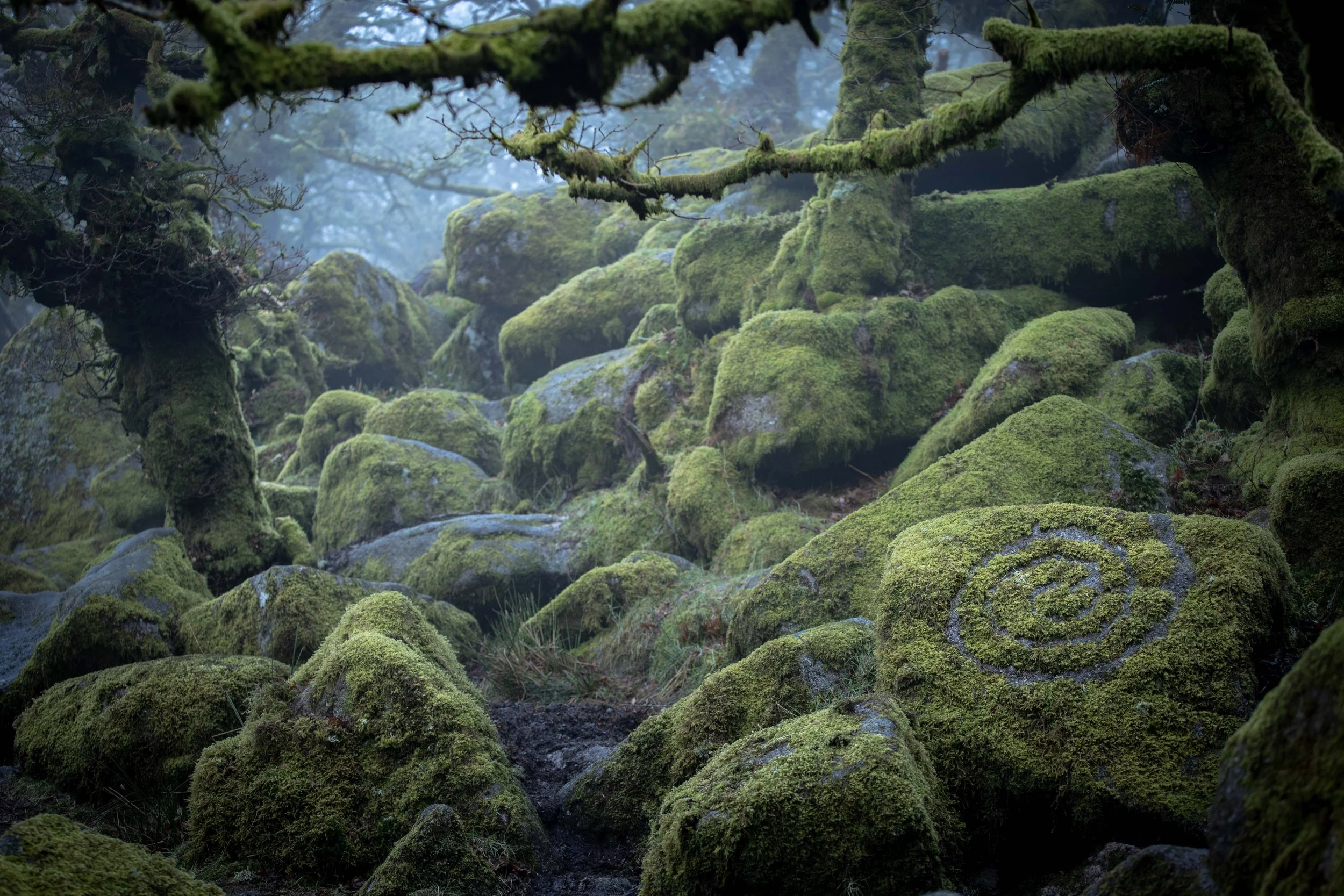  Wistman's Wood Devon 