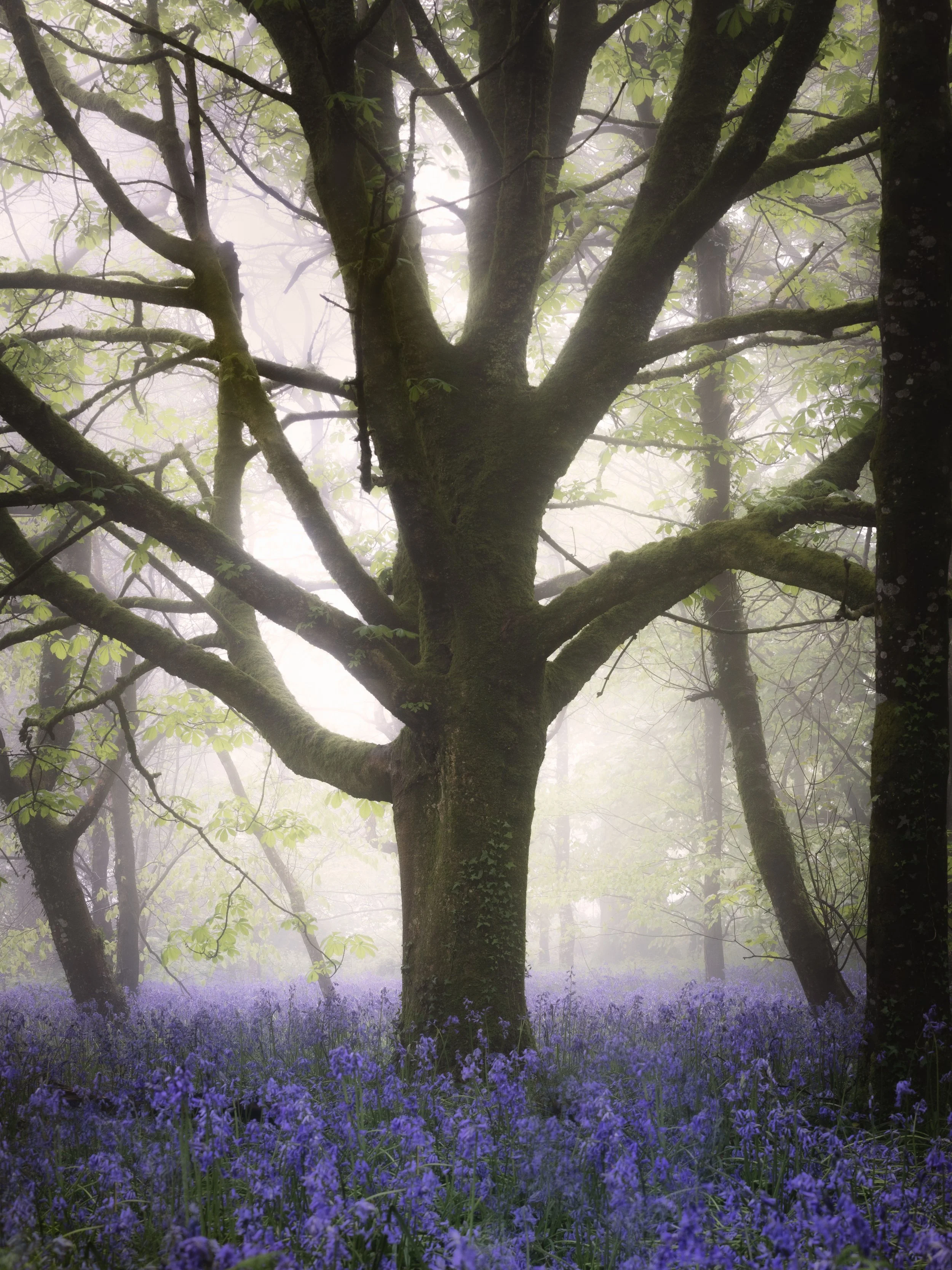 Landhydrock Bluebell Tree 