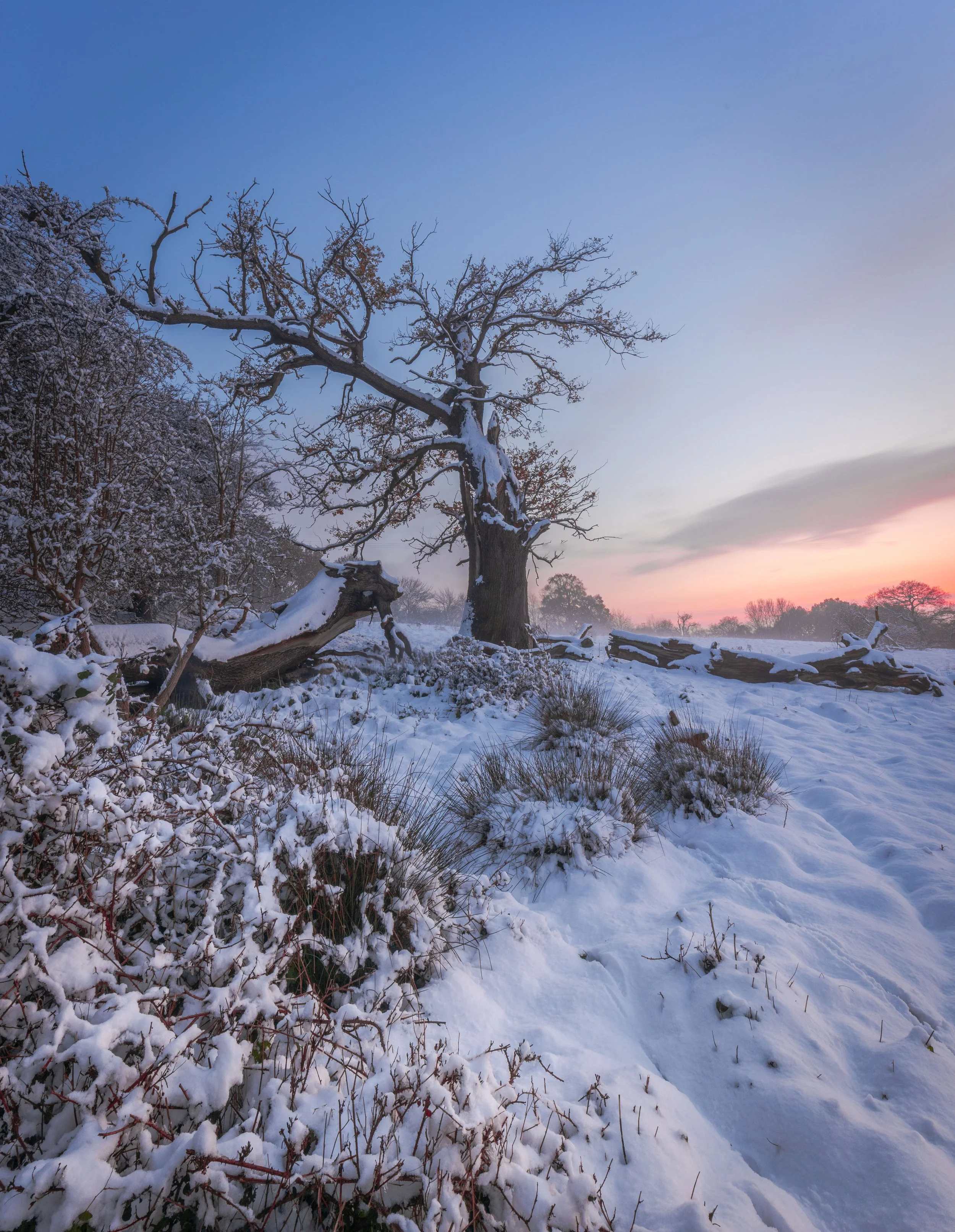 Weald Brentwood 