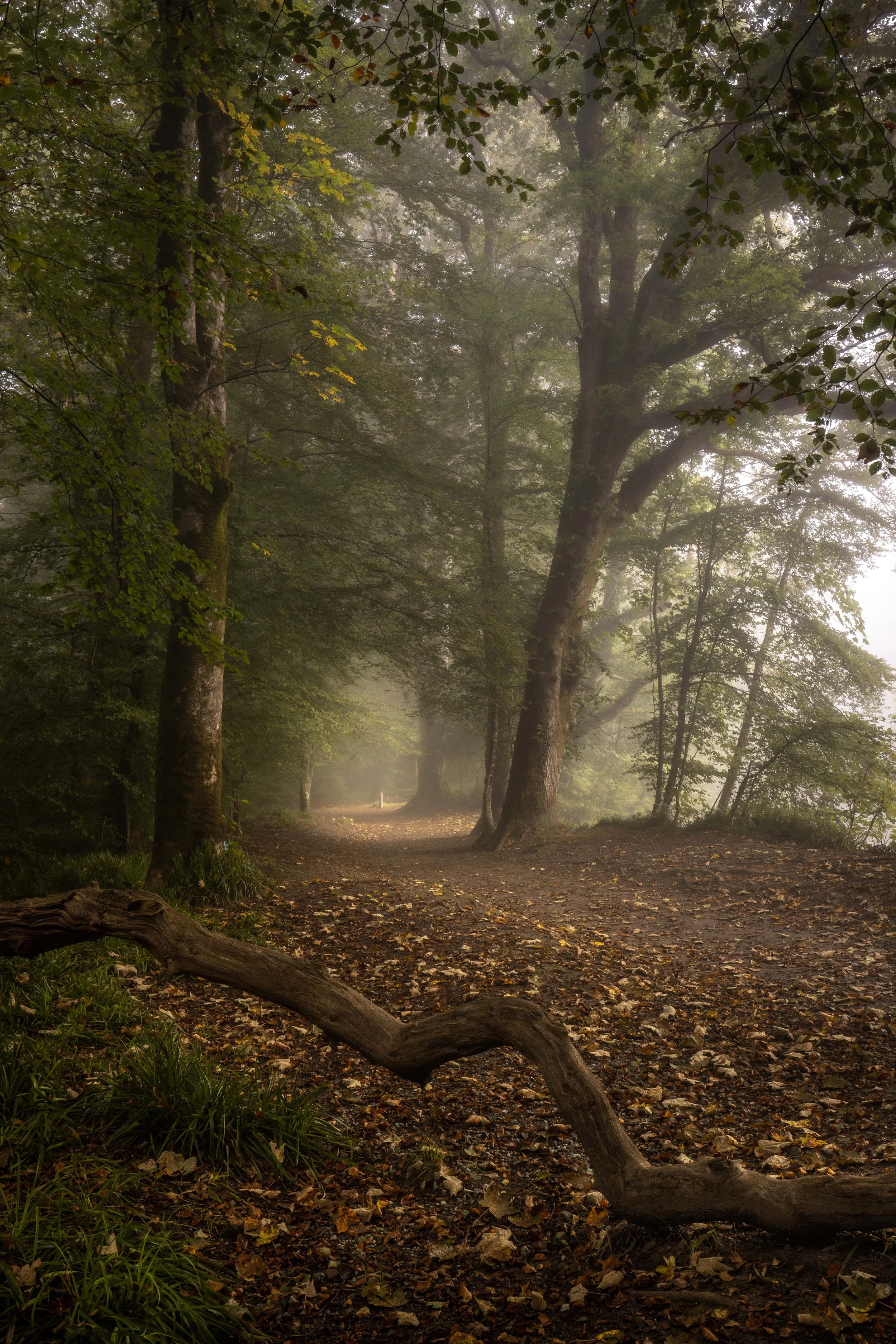 Respryn Woods Cornwall