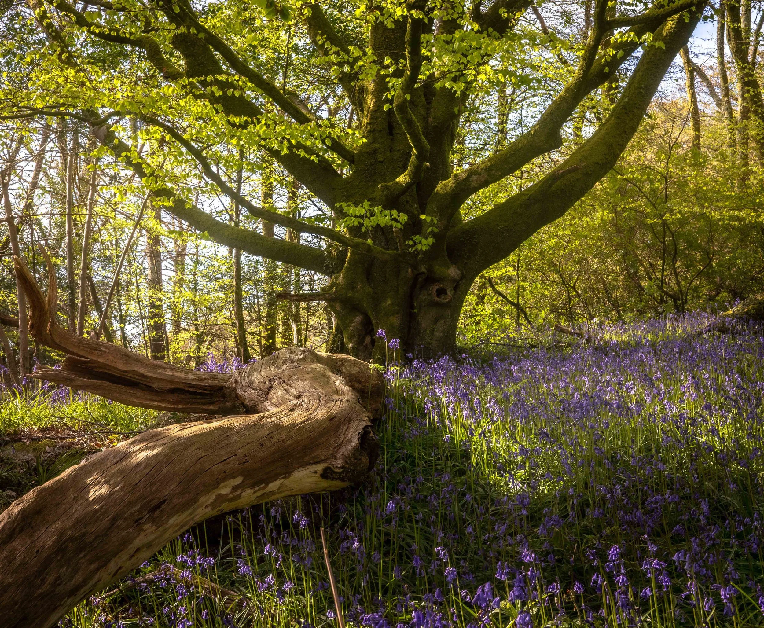 Beneath Ancient Tree Cornwall .jpg