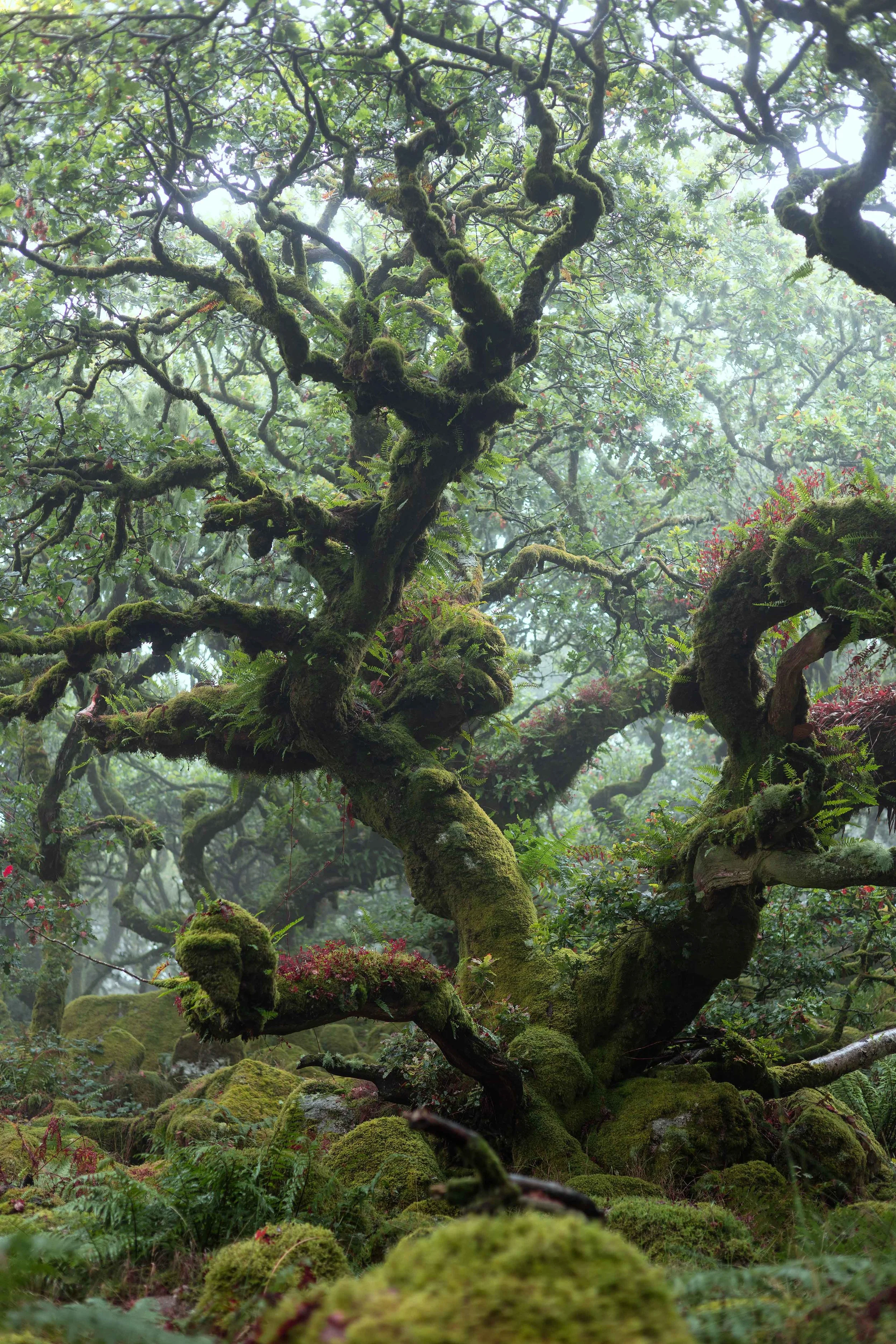 Guardians of the Wood png.jpg