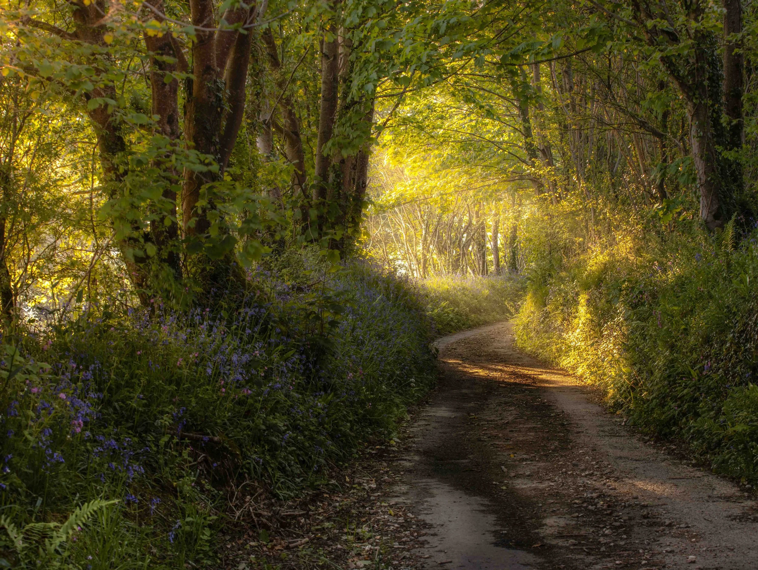 Lanhydrock Lane Cornwall 