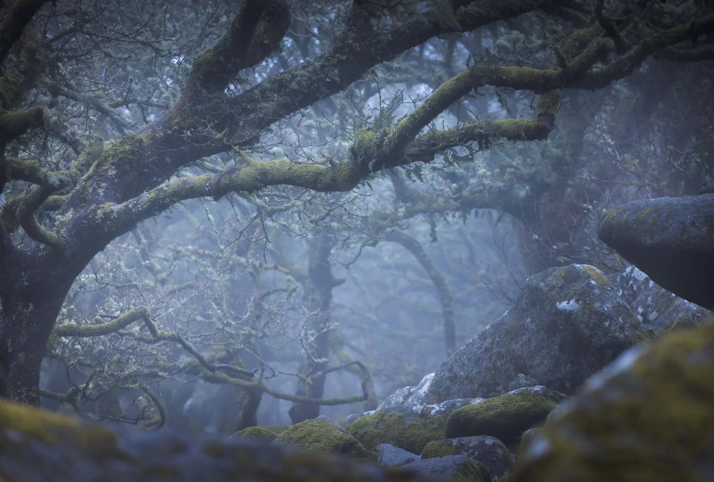  Wistman's Wood Devon 