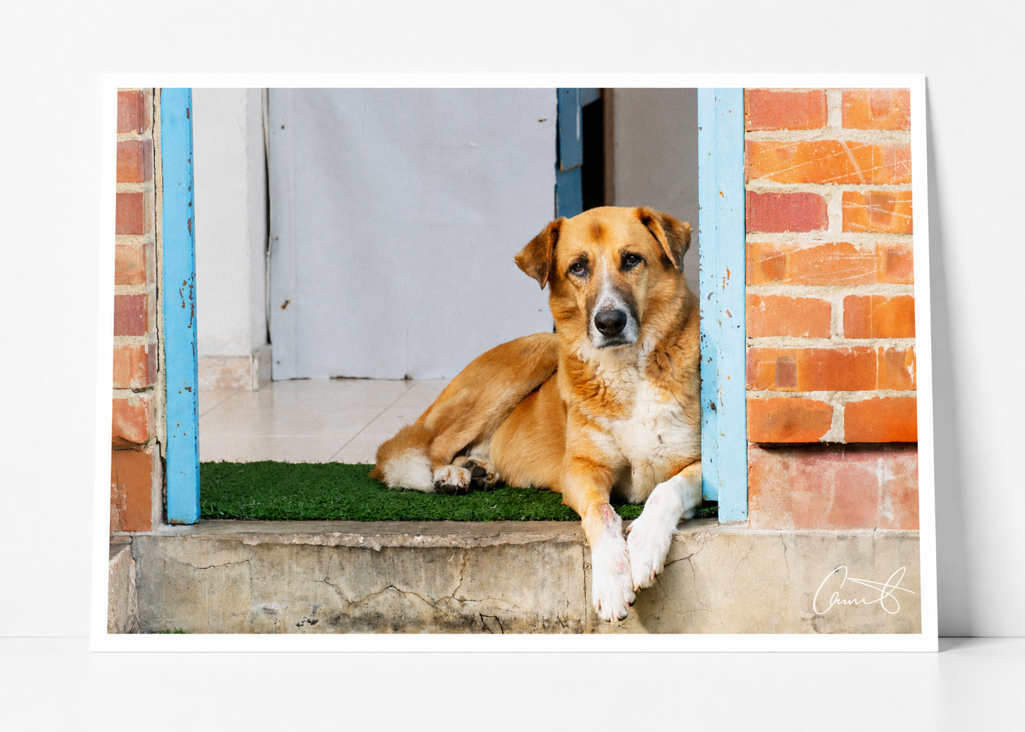 Dog