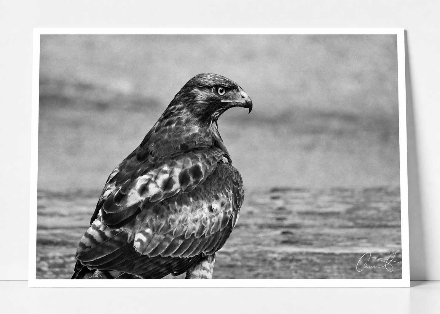 hawk