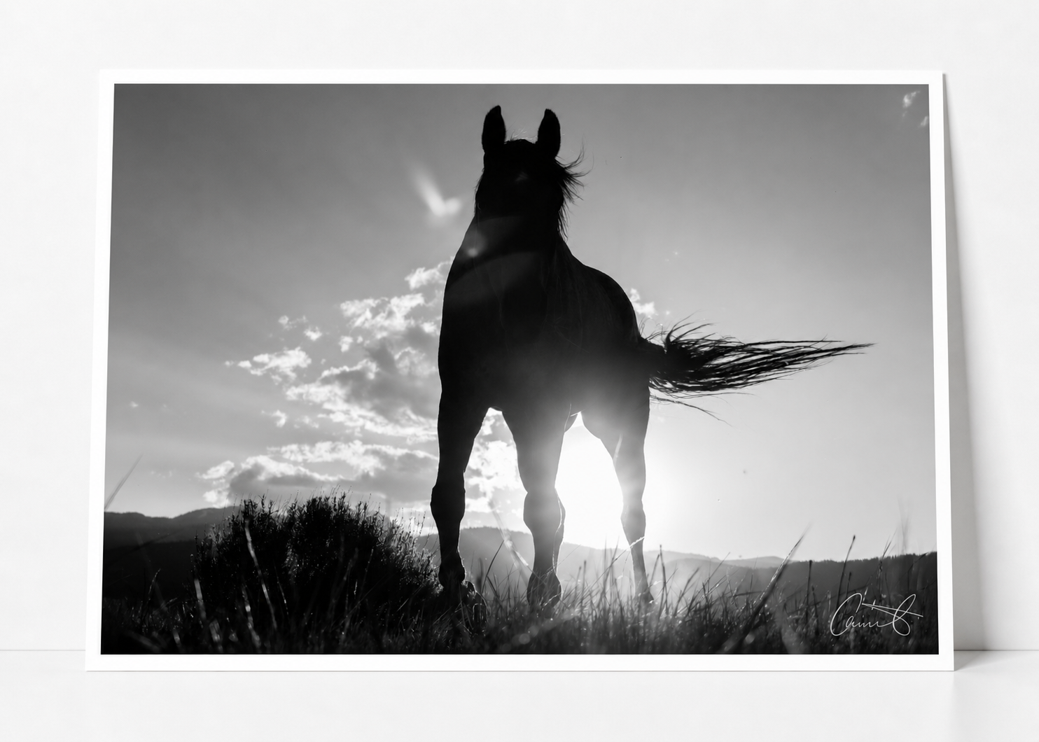 horse