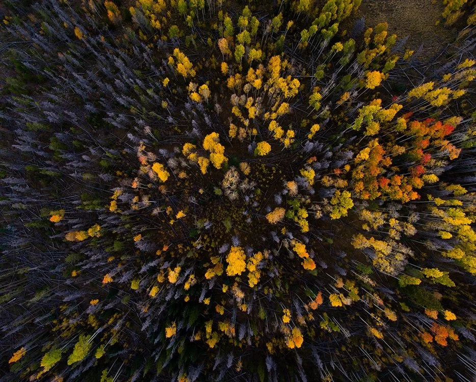 Aerial view of a forest canopy