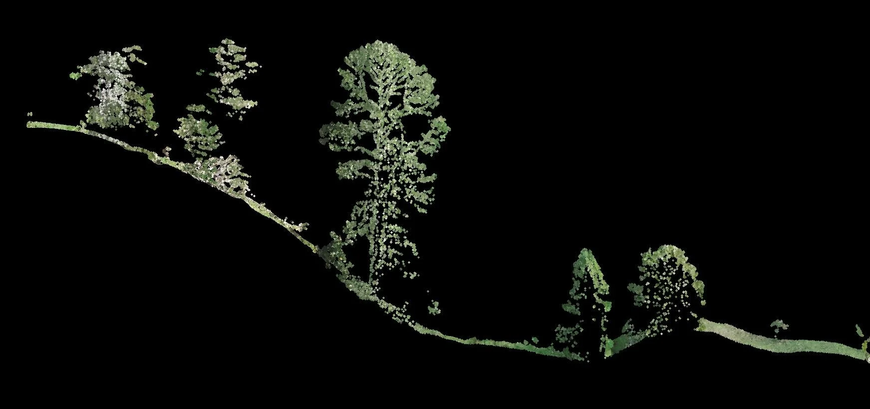 LiDAR cross-section through forest canopy