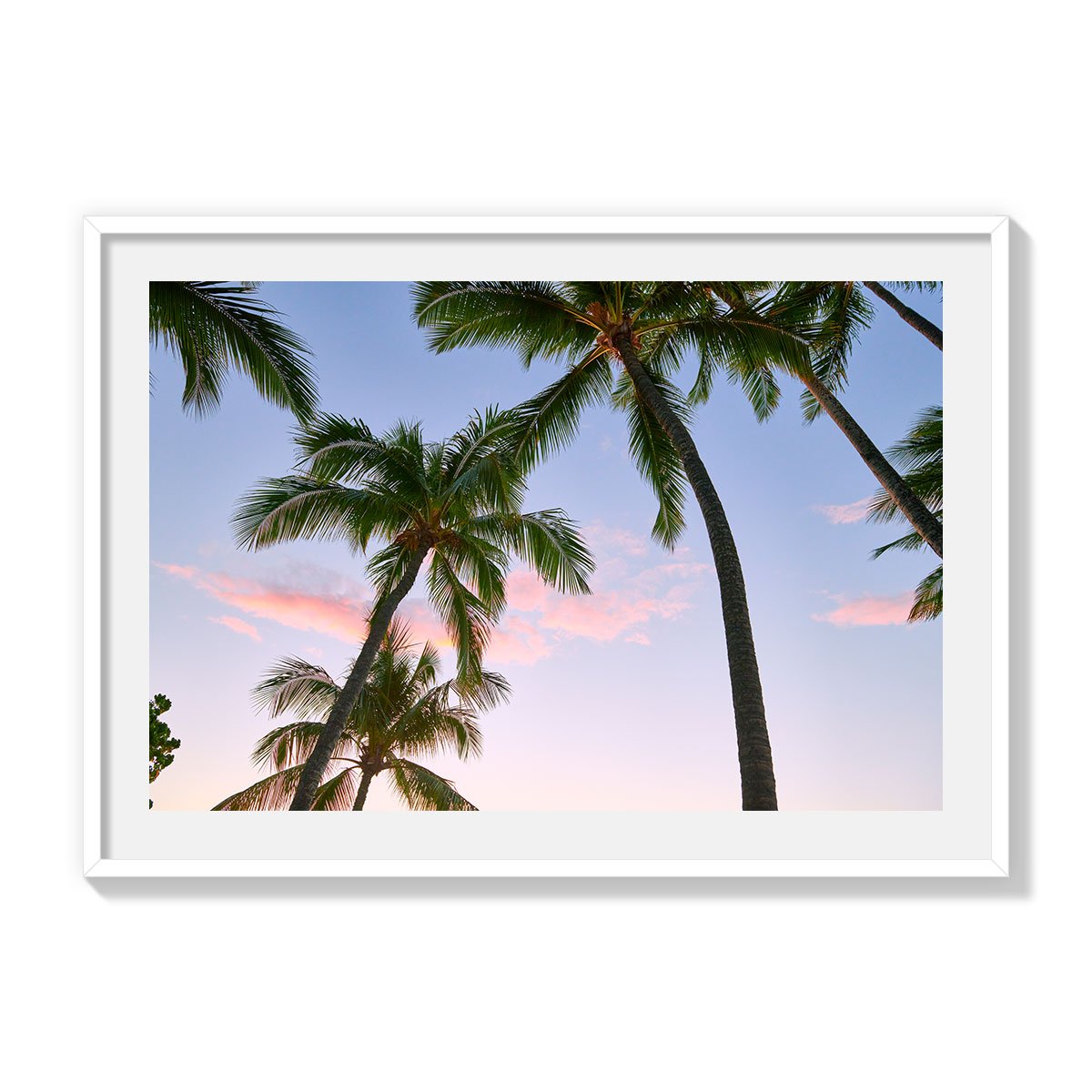 PALM SUNSET