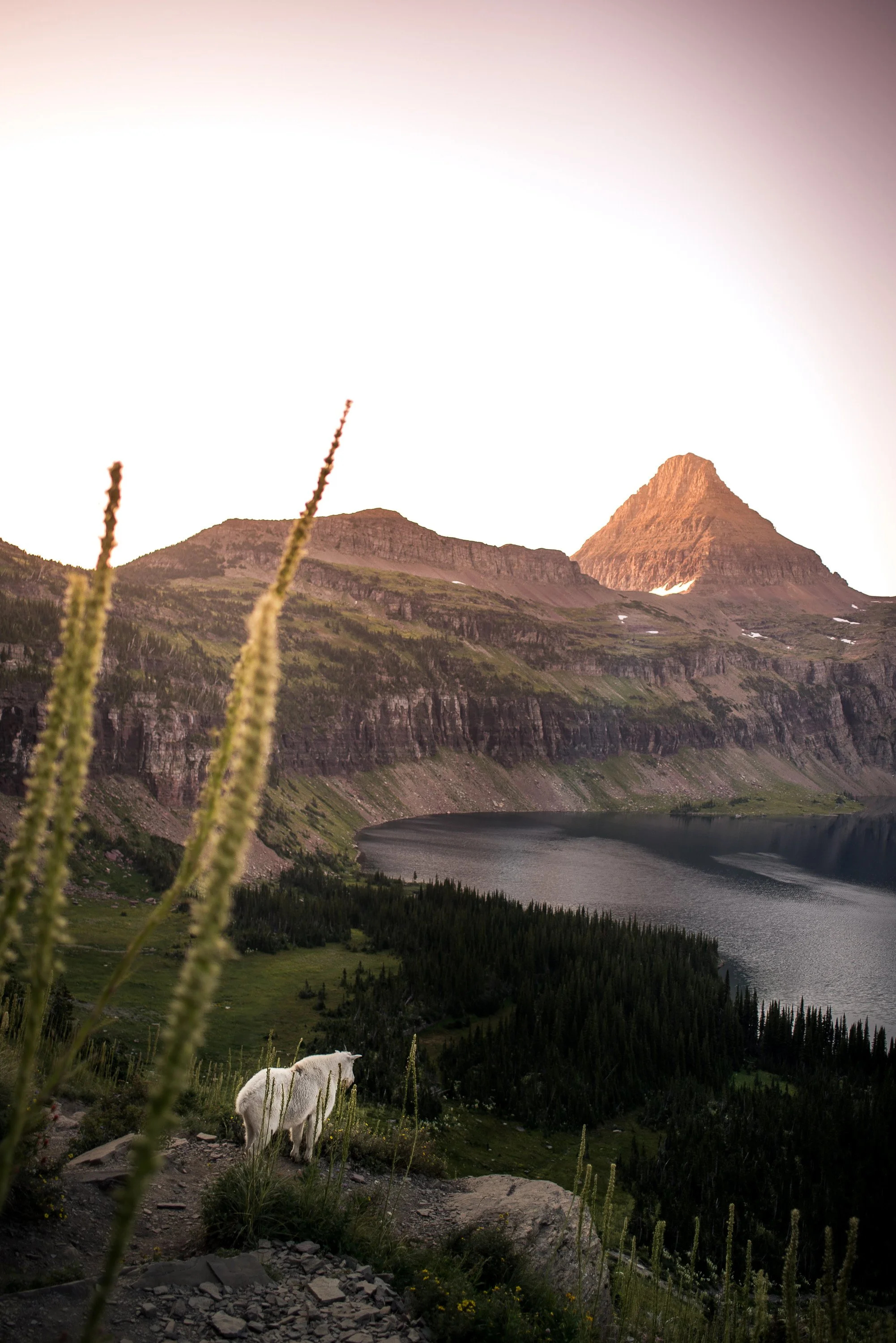 A mountain goat in Glacier National Park at sunrise overlooking mountains and an alpine lake. By Archie Carmel.