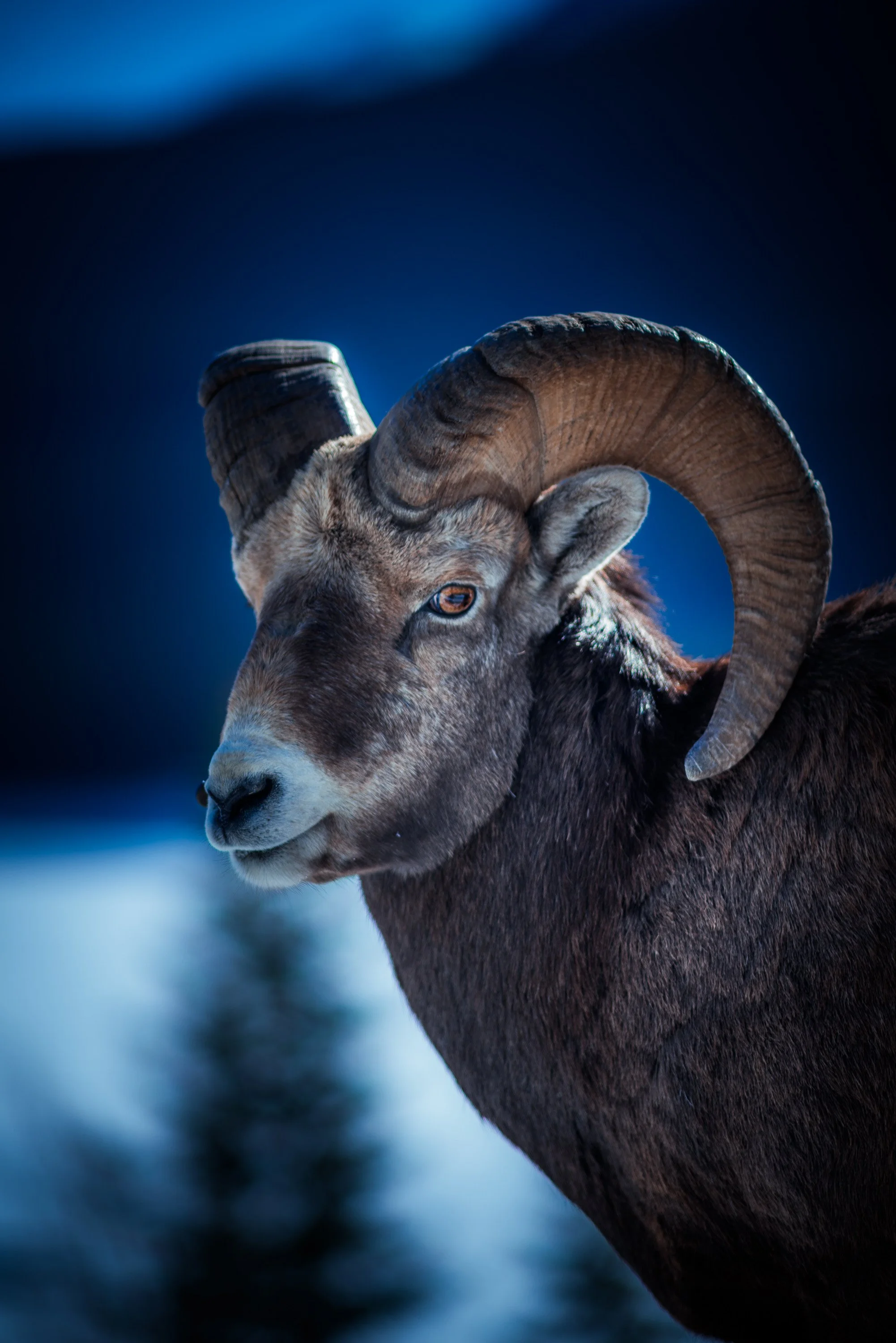 Close-up of a Rocky Mountain bighorn sheep in Jasper National Park bison's head and shoulders against a dark blue blurred snowscape background, showing thick fur and curved horns. By Archie Carmel.