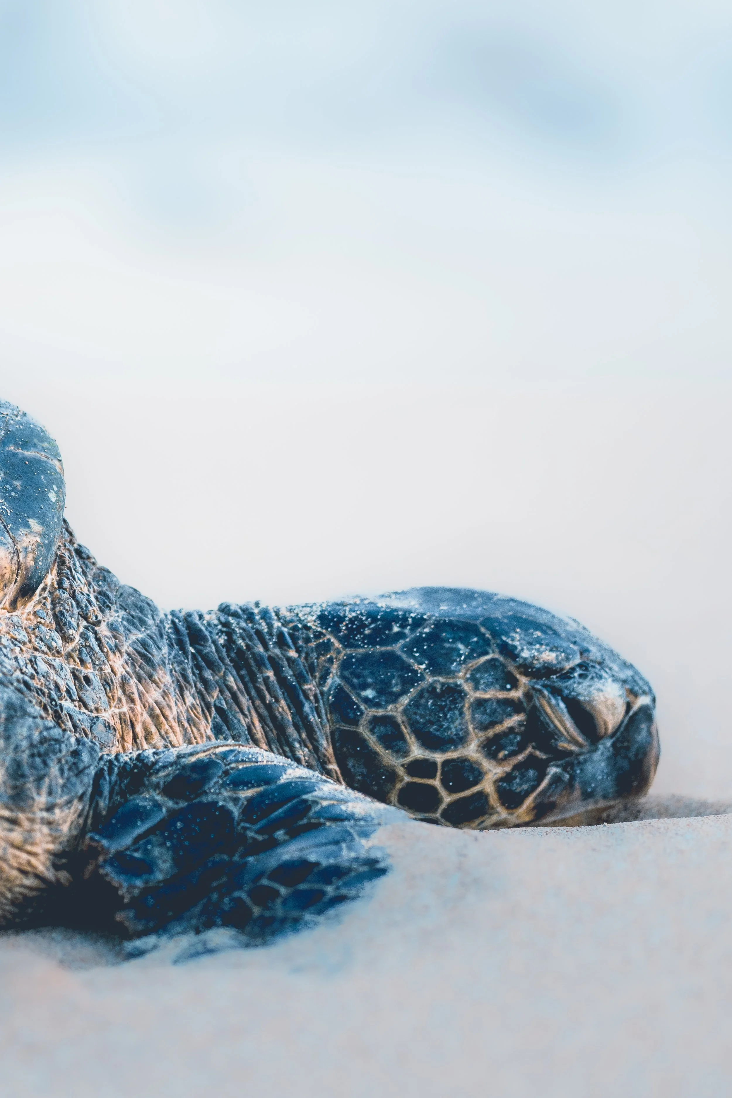 A A Hawaiian large tortoise with a blurred blue-gray background. By Archie Carmel.