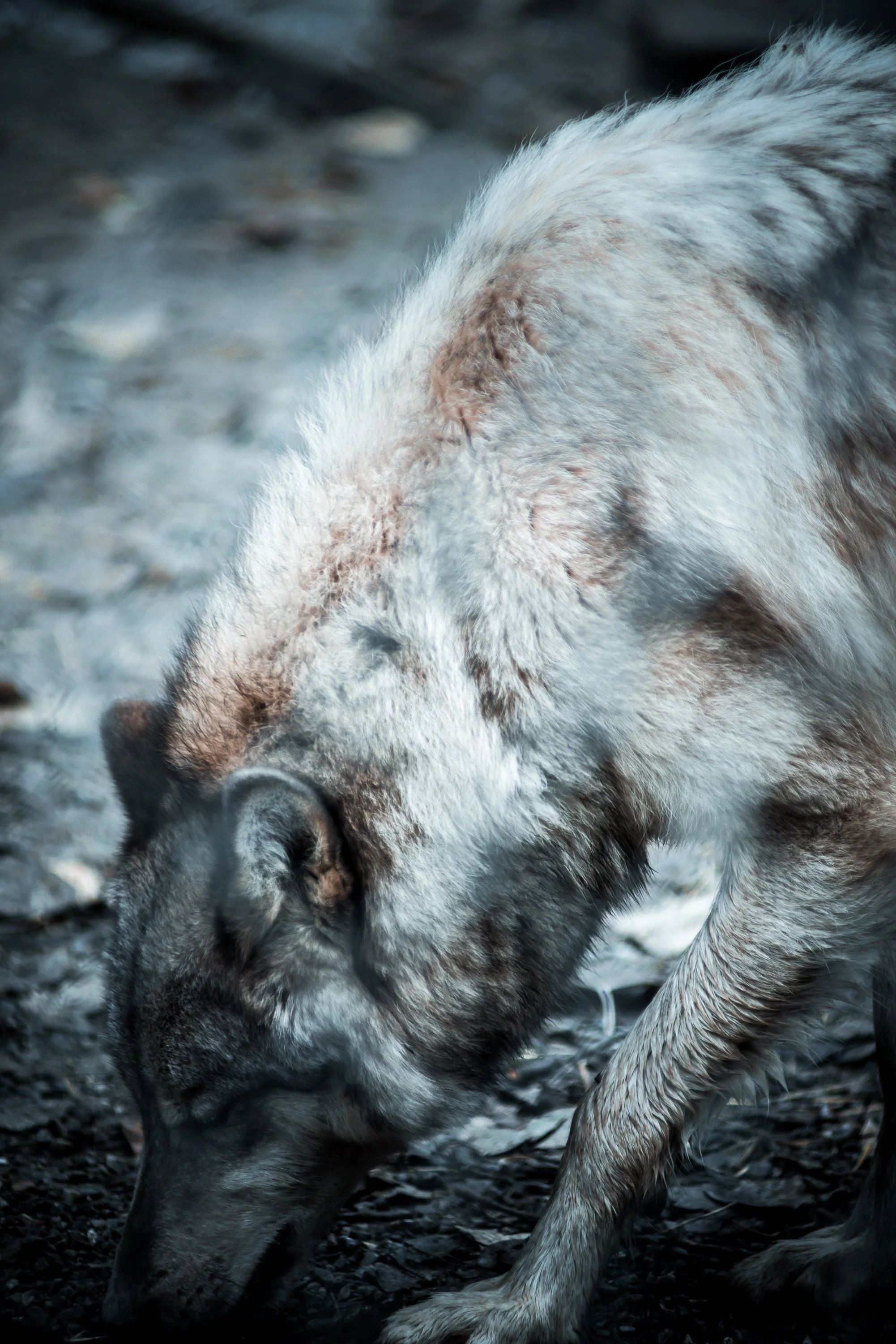 Close-up of a British Columbia grey wolf's head and shoulder in profile, with reddish-brown fur, against a dark forest background. By Archie Carmel.