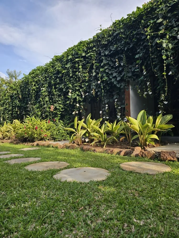A garden pathway with round stepping stones on green grass, bordered by various green plants and shrubs, with a tall wall covered in ivy in the background under a partly cloudy sky.