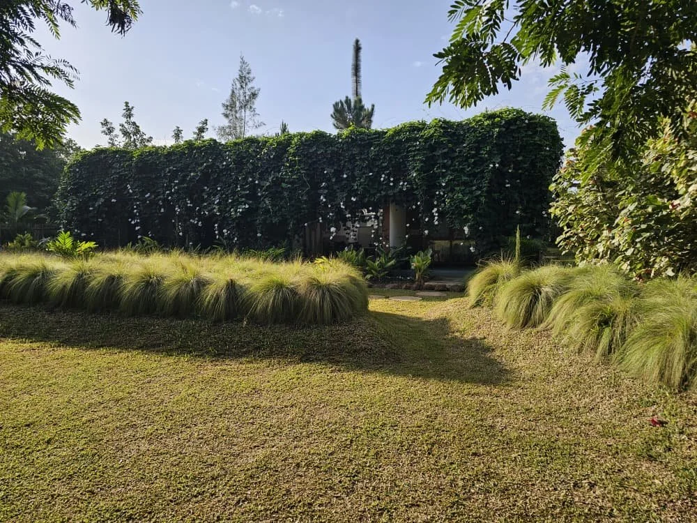 A house covered in green vines with white flowers, surrounded by lush grass, trees, and plants in a garden.