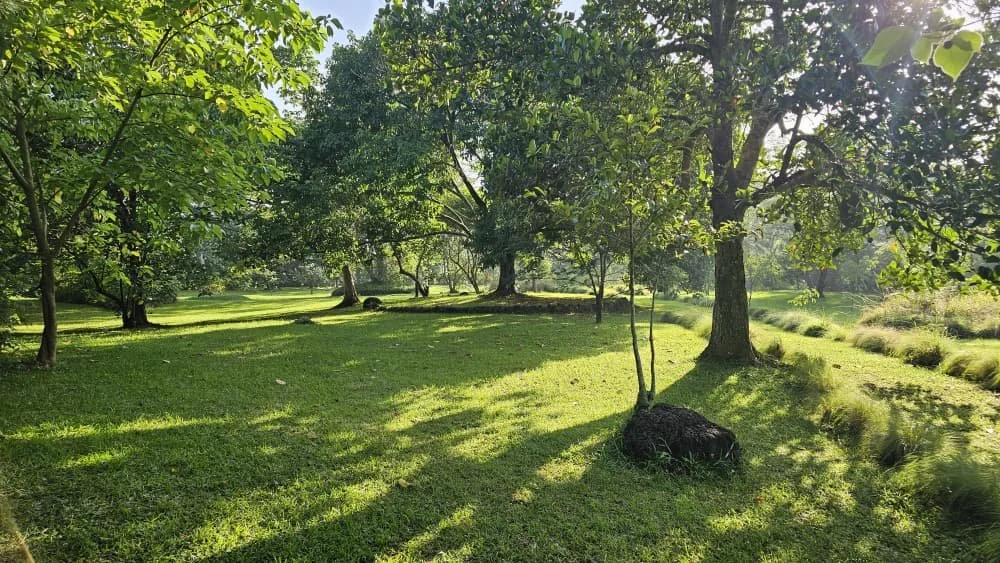A sunlit park with green grass and scattered trees casting shadows on the ground.