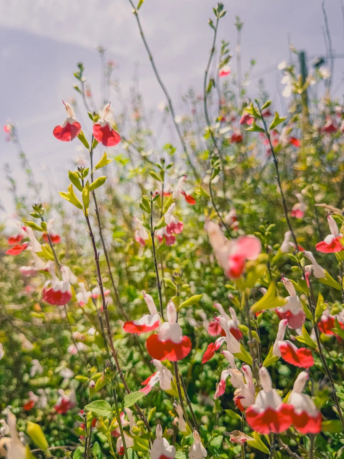 CS_Spring Bloom-1.jpg