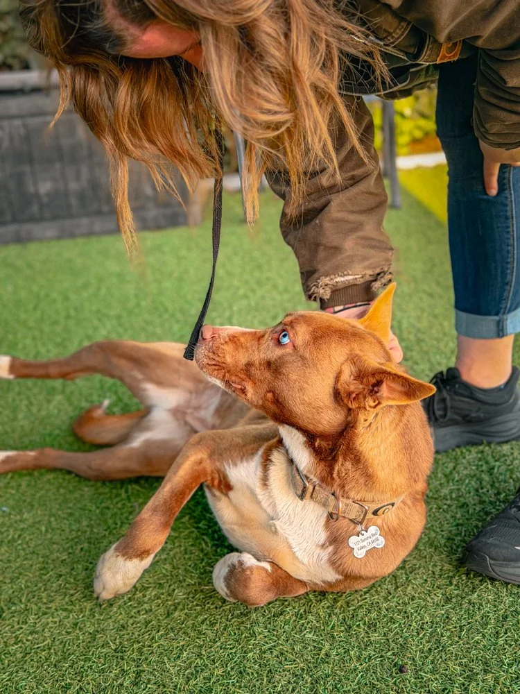 CS_HSNB St Pitties Adoption March 2026-06.JPG