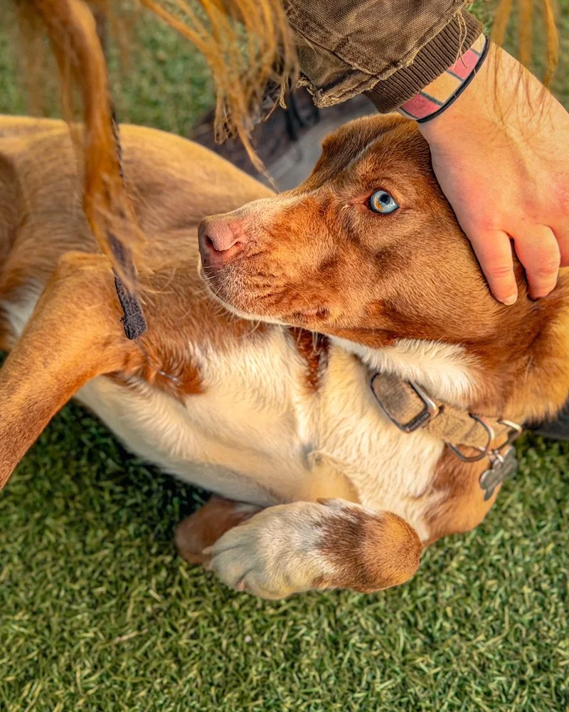 CS_HSNB St Pitties Adoption March 2026-05.JPG