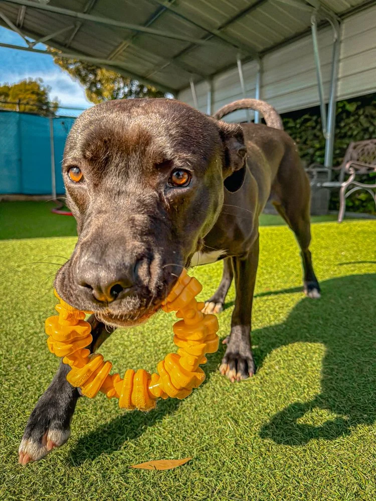 CS_HSNB St Pitties Adoption March 2026-10.JPG