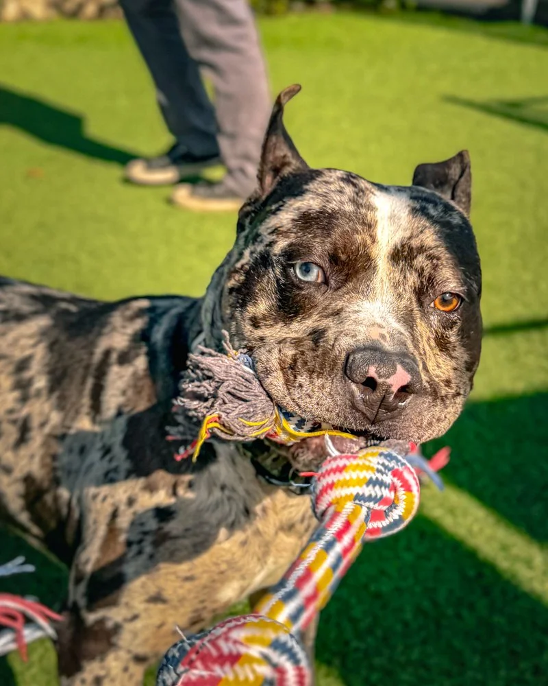 CS_HSNB St Pitties Adoption March 2026-09.JPG