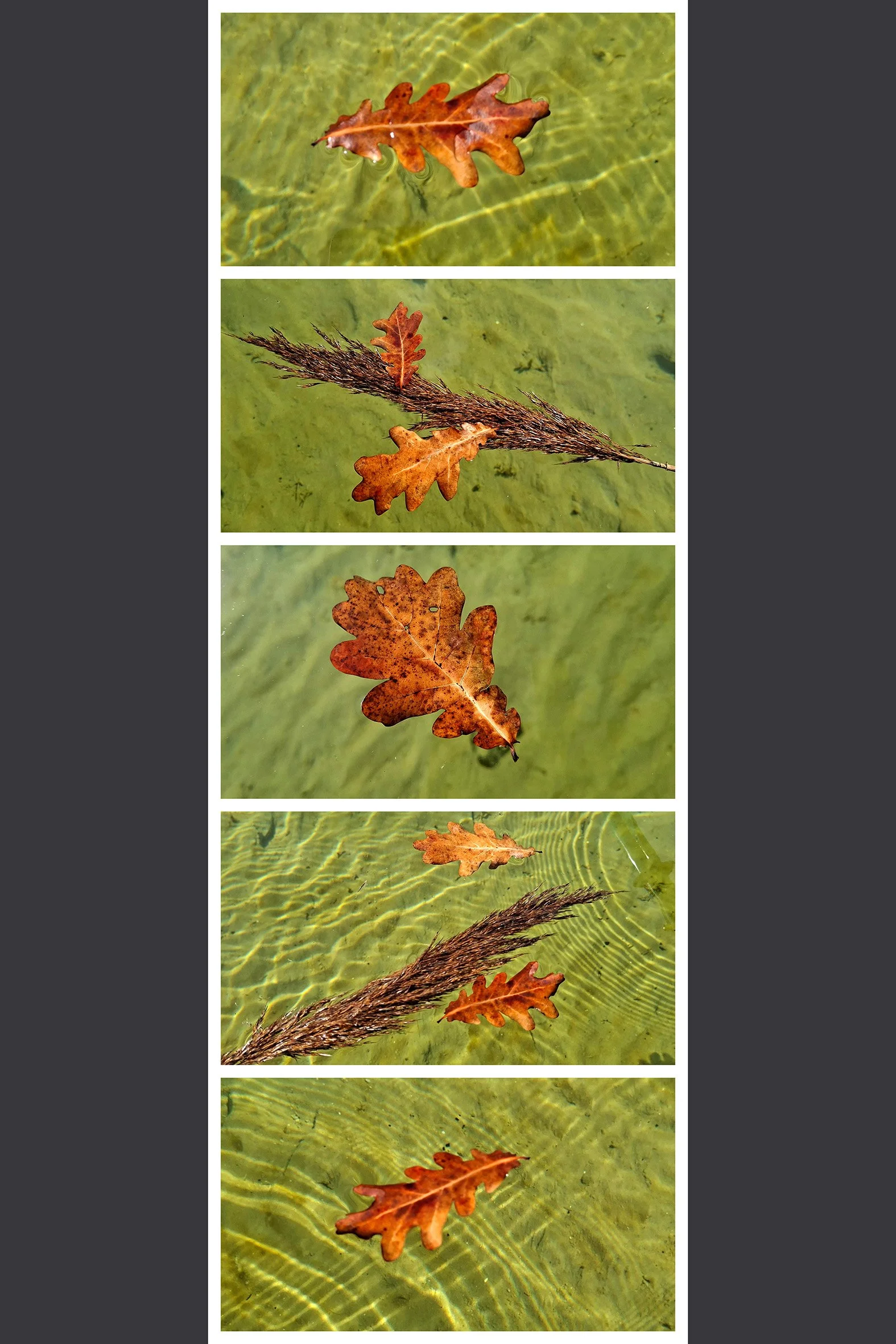 blatt_wasser.jpg