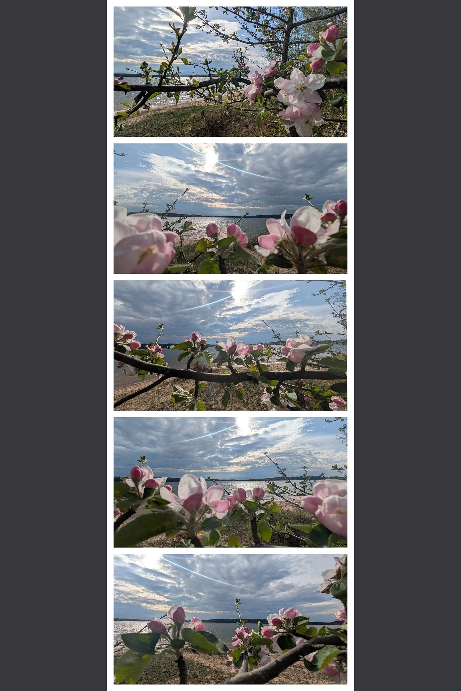 blüte wolken.jpg