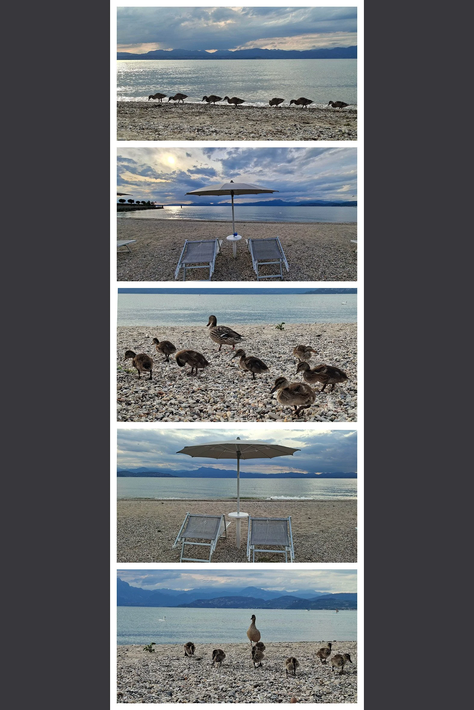 enten gardasee.jpg