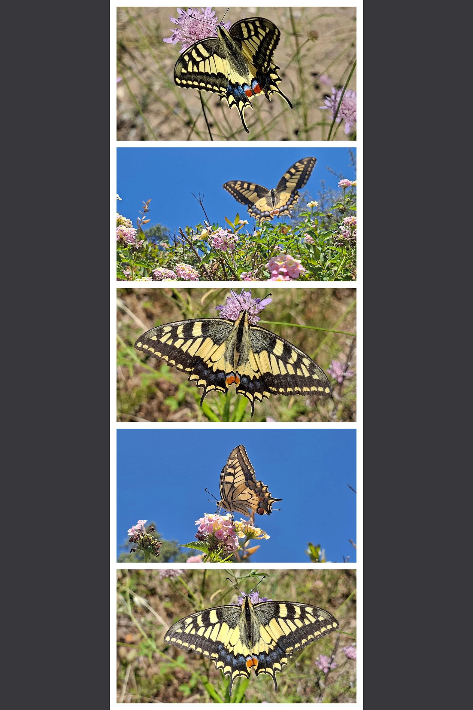 schmetterling_02.jpg