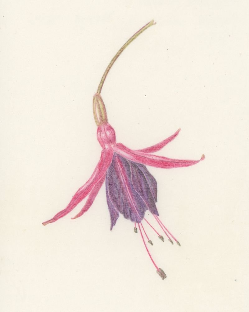 Botanical illustration of a single flower of Fuchsia magellanica ‘Bernisser Hardy’.  he illustration is drawn in coloured pencil using Prismacolor, Karisma and Faber-Castell Polychromos pencils on vellum.