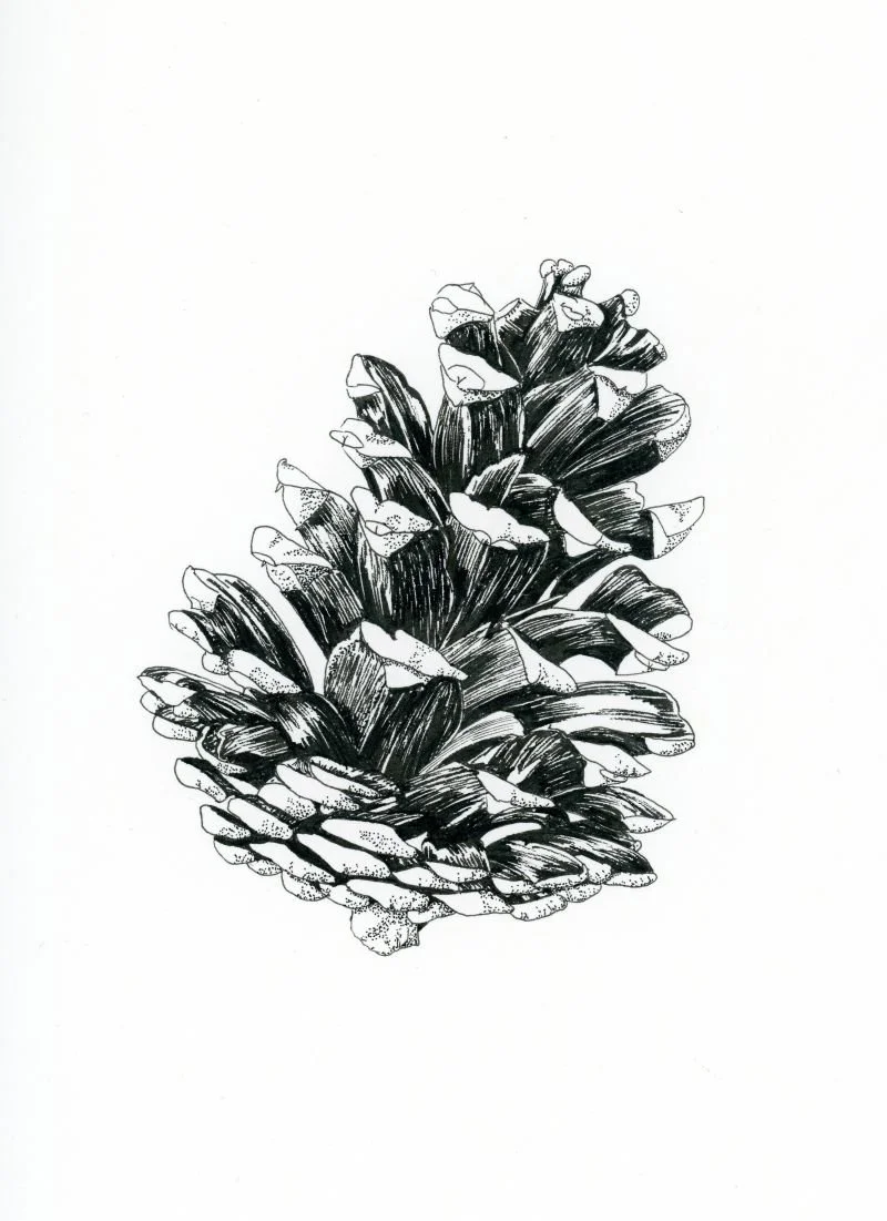 Black and white pen-and-ink drawing of a pinecone, using fine linework and stippling to create depth and texture.