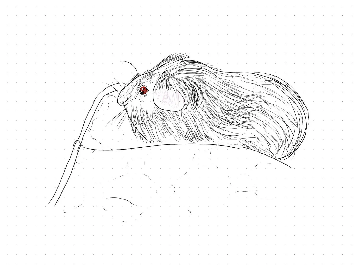 A digital drawing created on a Huion note: guinea pig