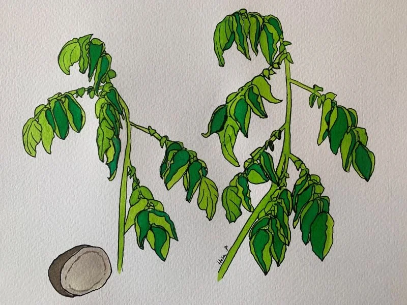 Potato bacterial wilt, caused by Ralstonia solanacearum