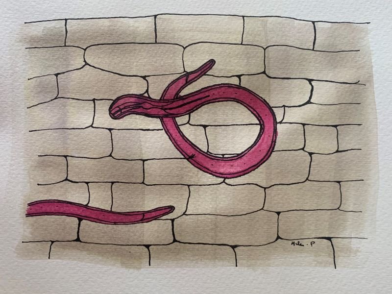 A nematode, stained with acid fuchsin, in a root.