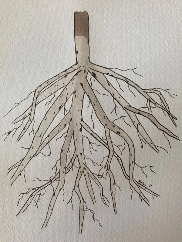 Symptoms caused by the root lesion nematode (Pratylenchus penetrans) on peach (Prunus persica) roots.