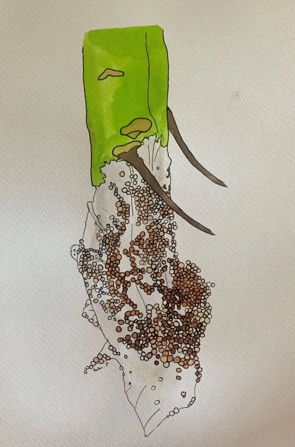 Southern blight of tomato. The stem has been covered by white fungal mycelia, which in turn is covered by spherical sclerotia, like sprinkles on a cake.