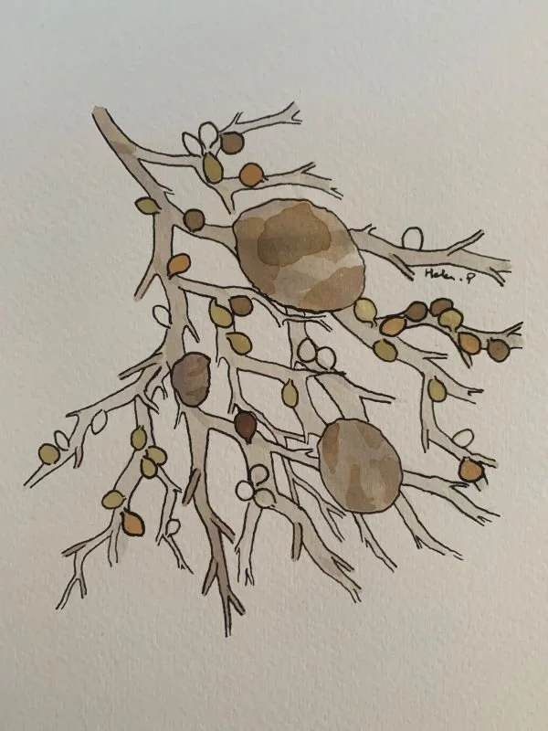 Soybean cyst nematode (Heterodera glycines) infection symptoms
