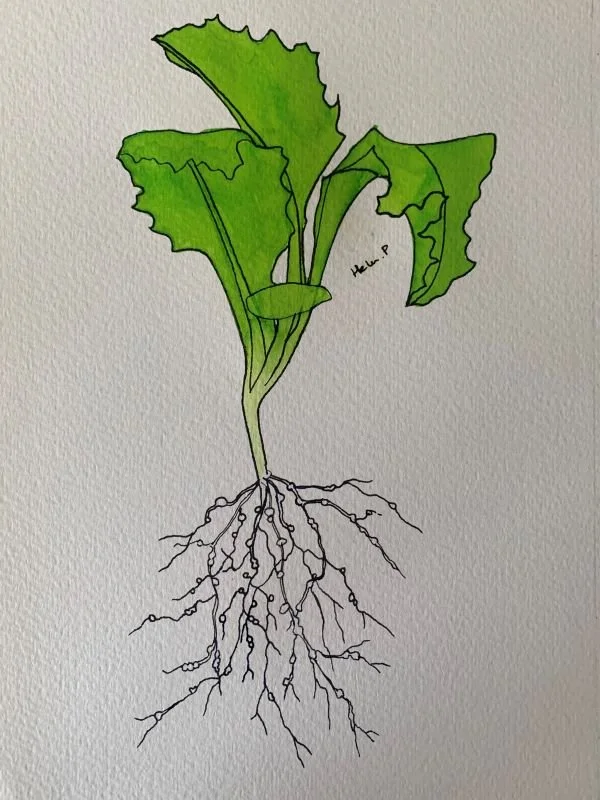 Meloidogyne root knot nematode infection symptoms on lettuce