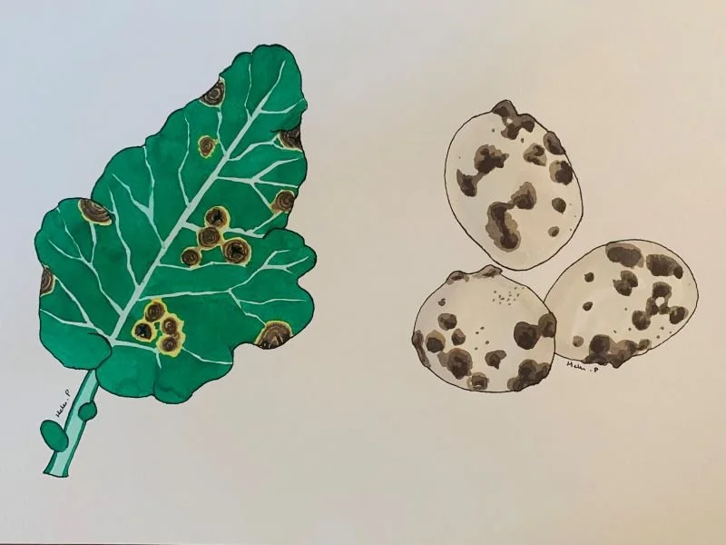 Alternaria leaf spot on a cabbage leaf, and three potatoes with potato scab.