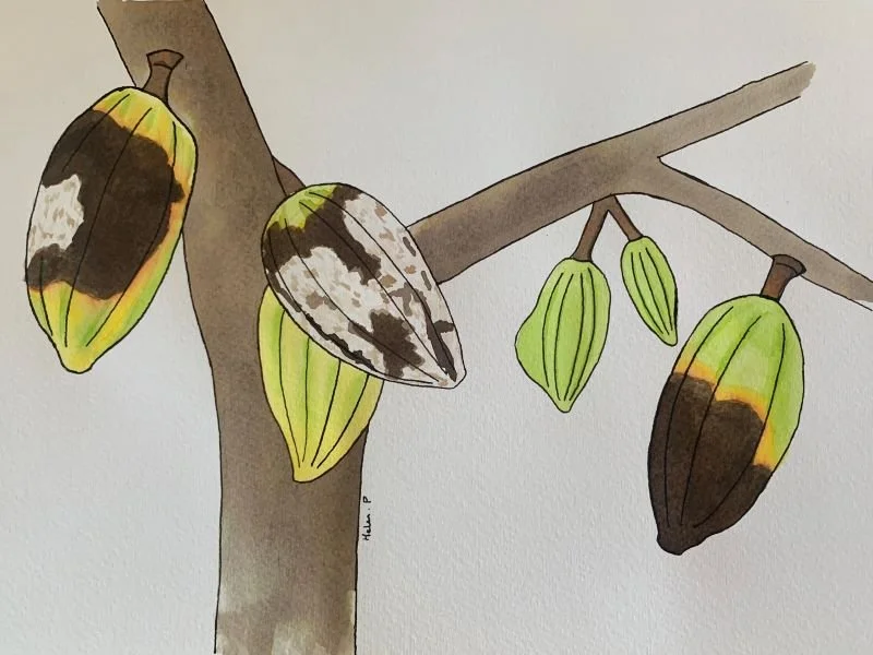 cacao frosty pod rot, caused by the fungus Moniliophthora rorei