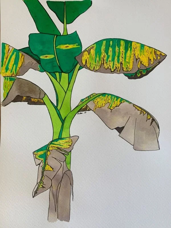 black sigatoka disease, a leaf-spot of banana caused by Mycosphaerella fijiensis