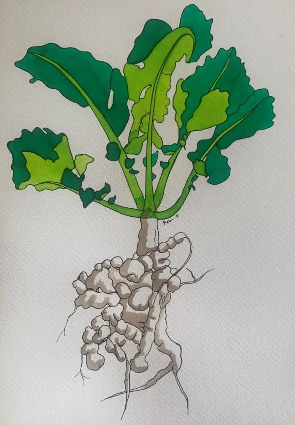 club root, caused by Plasmodiophora brassicae