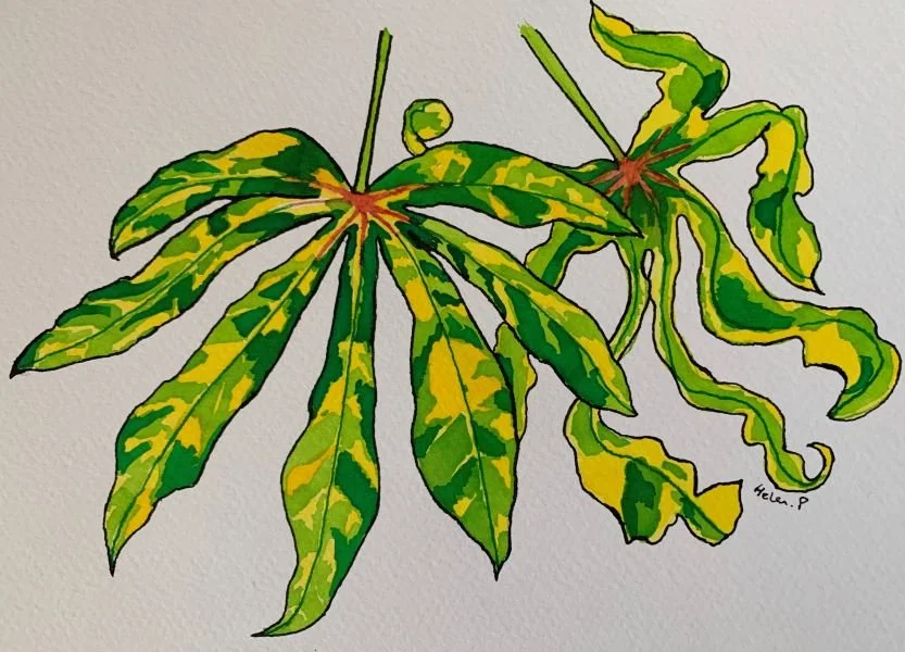 cassava brown streak disease (left) and cassava mosaic disease (right)
